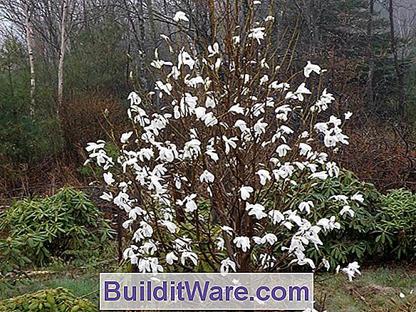 Magnolie Salicifolia - Anis-Magnolie