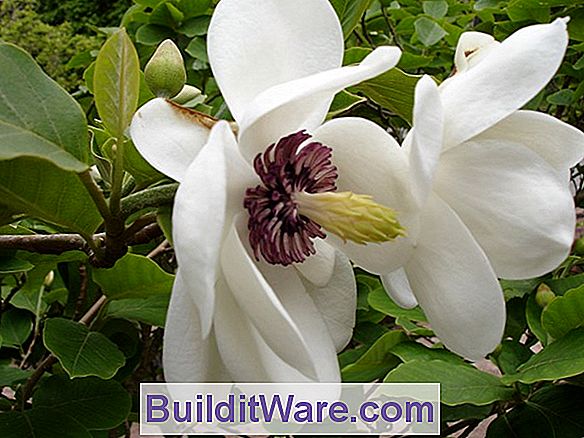 Magnolia Sieboldi - Oyama Magnolie
