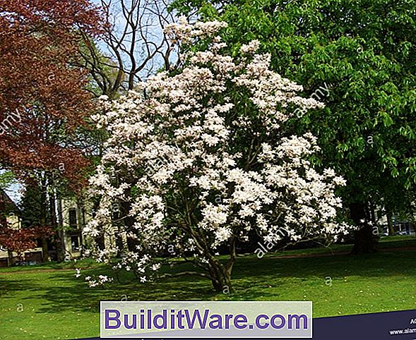 Magnolia Soulangiana - Untertasse Magnolie
