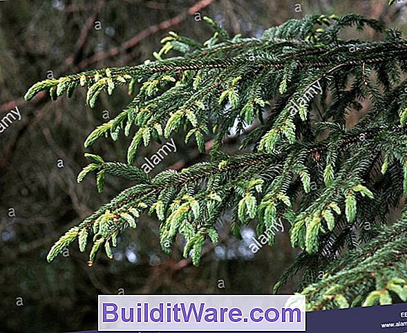 Picea Abies - Norwegen-Fichte