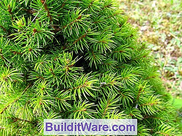 Picea Glauca Conica - Zwergweiße Fichte