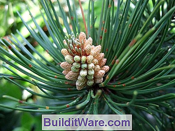 Pinus Insekten