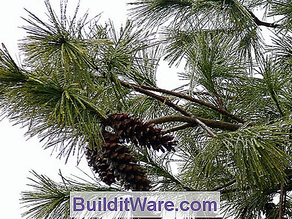 Pinus Strobus - Ostkiefer