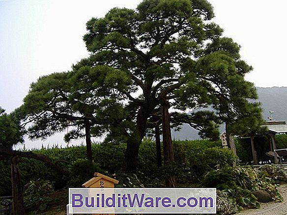 Pinus Thunbergiana - Japanische Schwarzkiefer
