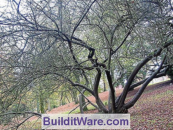Prunus Cerasifera - Myrobalan Pflaume, Kirschpflaume