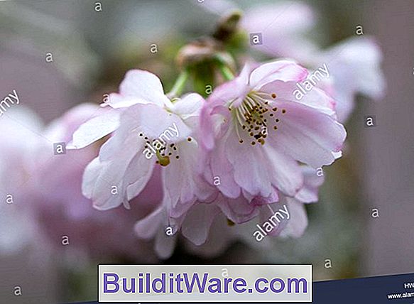 Prunus Hally Jolivette - Hally Jolivette Blühende Kirsche
