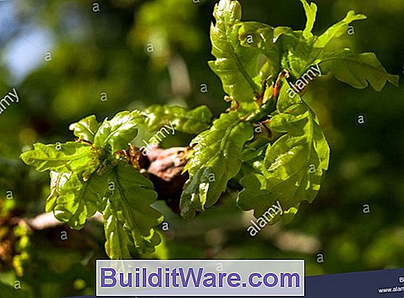 Quercus Robur - Englische Eiche