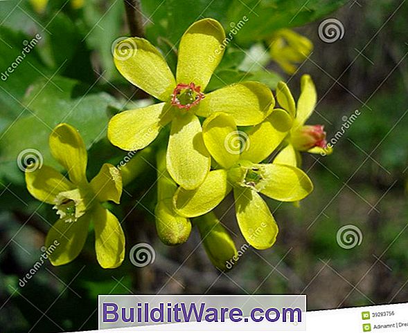 Ribes Aureum - Golden Blühende Johannisbeere, Goldene Johannisbeere