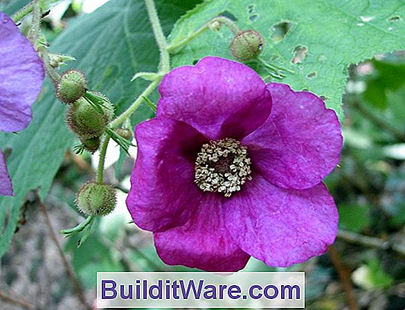 Rubus Odoratus - Blühende Himbeere