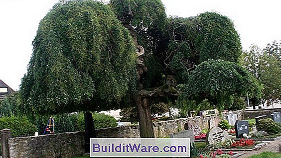 Sophora Japonica - Chinesischer Scholar-Baum, Japanischer Pagoden-Baum