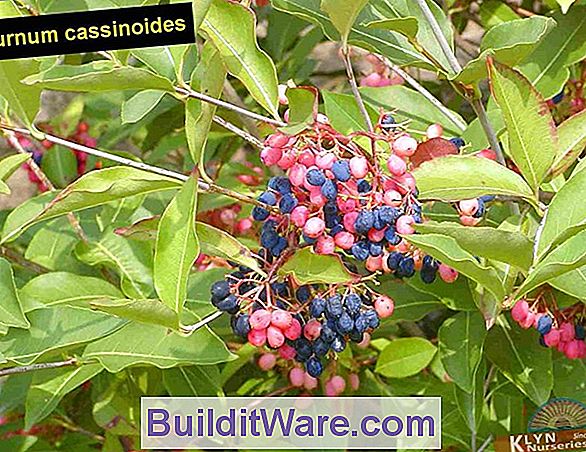Viburnum Cassinoides - Witherod, Appalachischer Tee