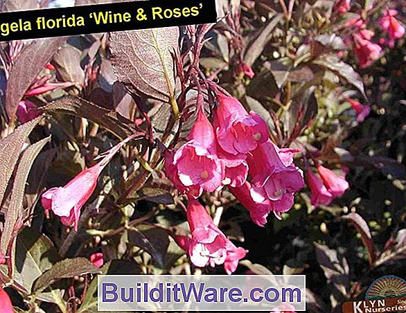 Weigela Florida - Rose Weigela, Altmodische Weigela