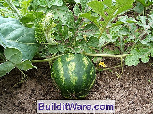 Wie man Melonen pflanzt und züchtet