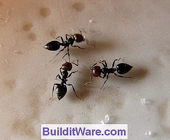 Über Carpenter Ameisen