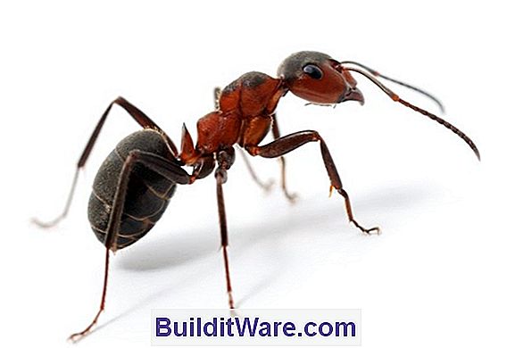 Carpenter Ants Befall