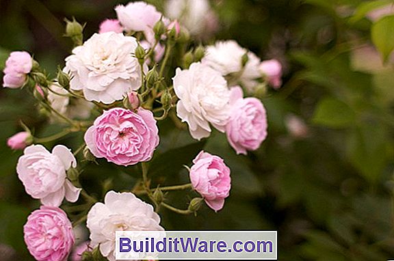 Rose Planting Basics