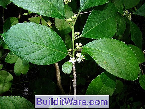 Ilex Verticillata - Michigan Holly, Winterberry