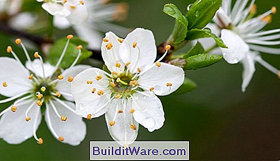Prunus Spinnosa - Sloe, Karaçalı