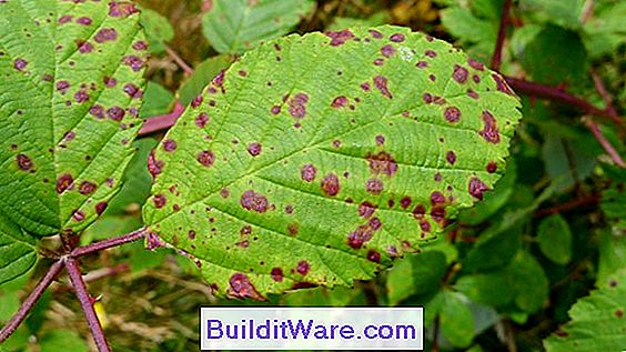 Rubus Ziekten