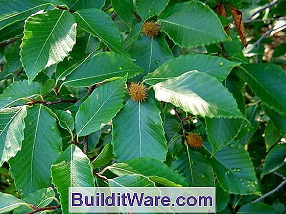 Fagus Grandifolia - Amerikan Kayın