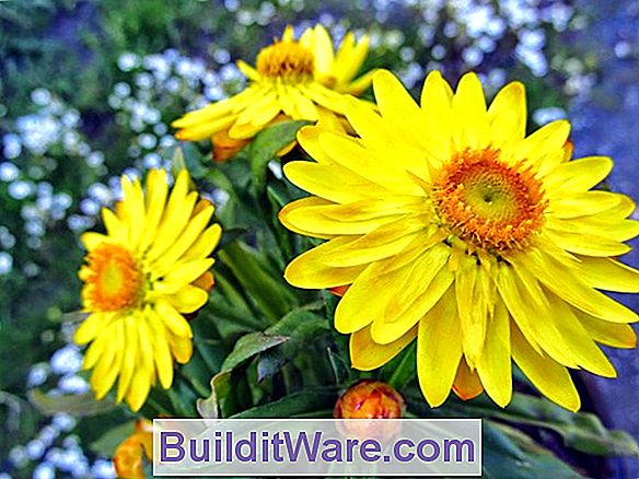 Helichrysum Bracteatum - Saman Çiçeği, Sonsuz Çiçek