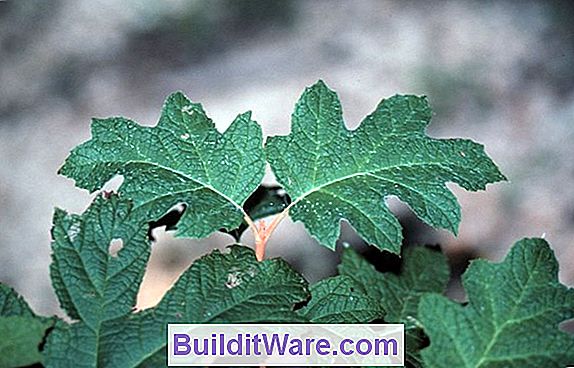Ortanca Quercifolia - Meşe Yapraklı Ortanca