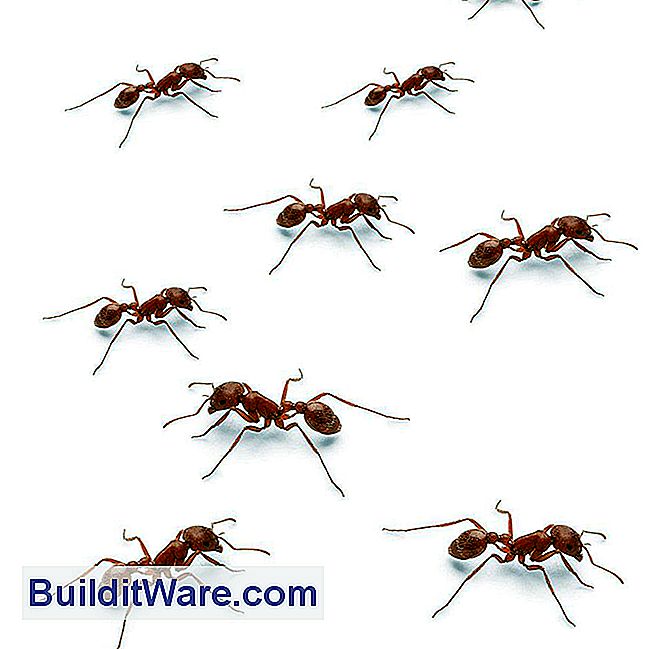 Wie Ameisen loswerden